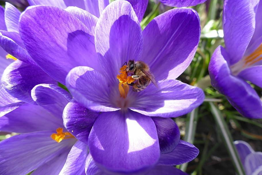 crocus, bee, spring, flower, nature, plant, garden, flowering plant HD wallpaper