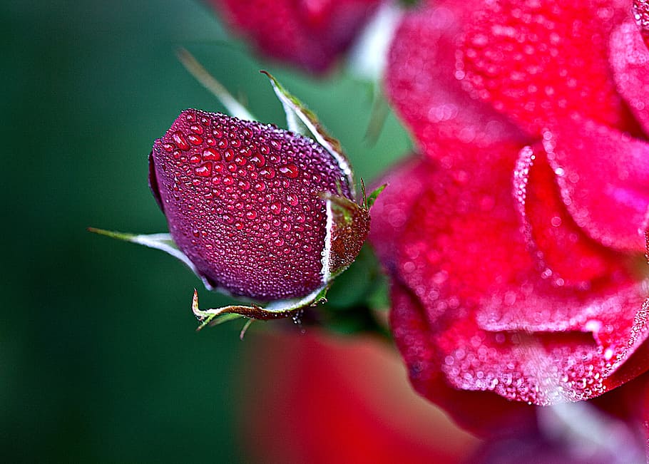 roses, red, red roses, flowers, boost, full bloom, plant, flora, HD wallpaper
