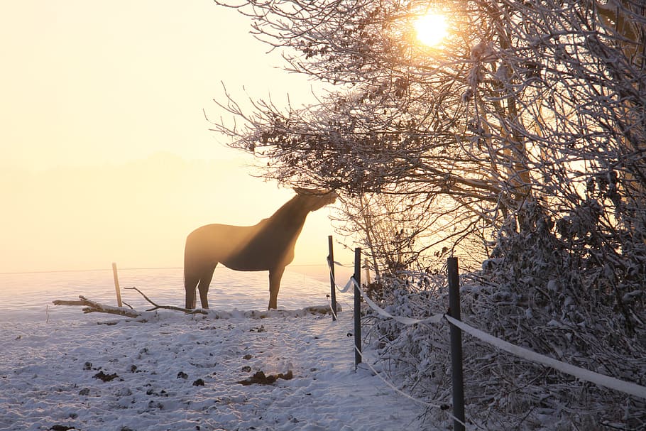 horse near tree, sun, ride, coupling, atmosphere, evening, pferdeportait HD wallpaper