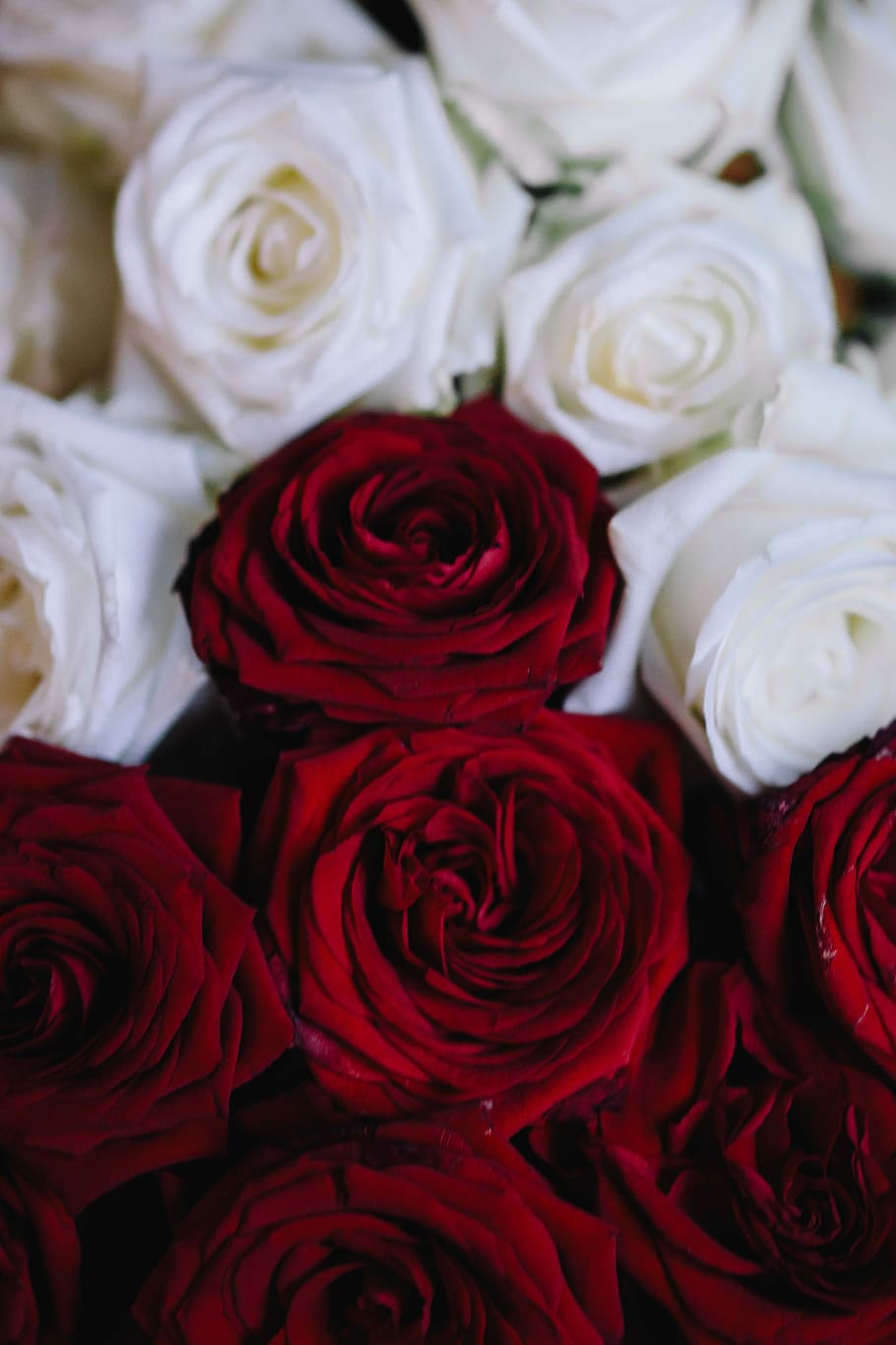 White And Red Roses Bouquet, flower, flowers, flora, Poland, rose - Flower, HD wallpaper