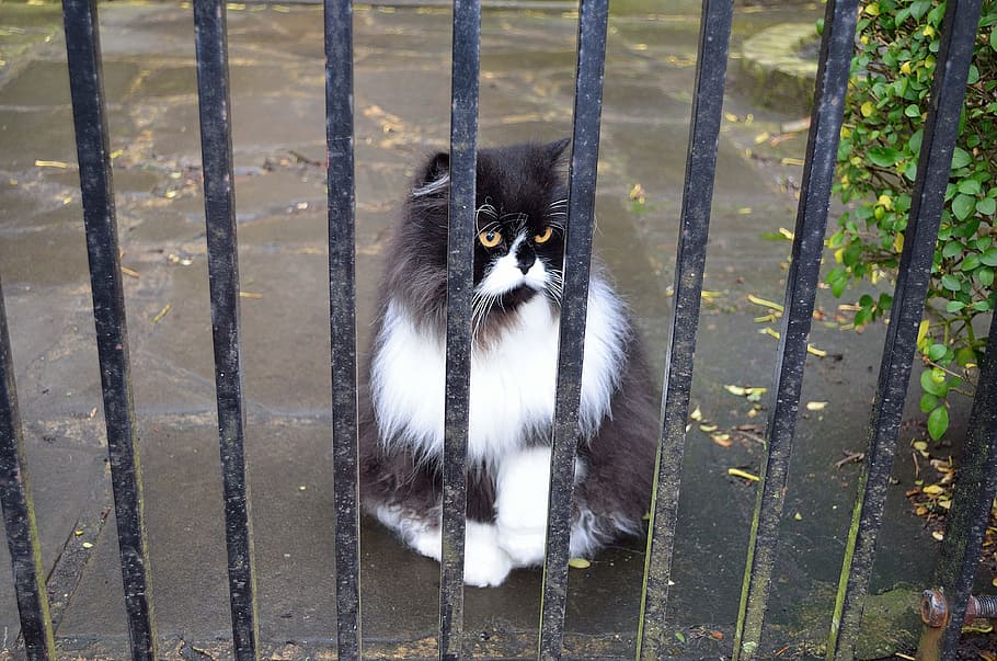 Cat, Gate, Animal, Background, Hunter, black, white, loyalty HD wallpaper