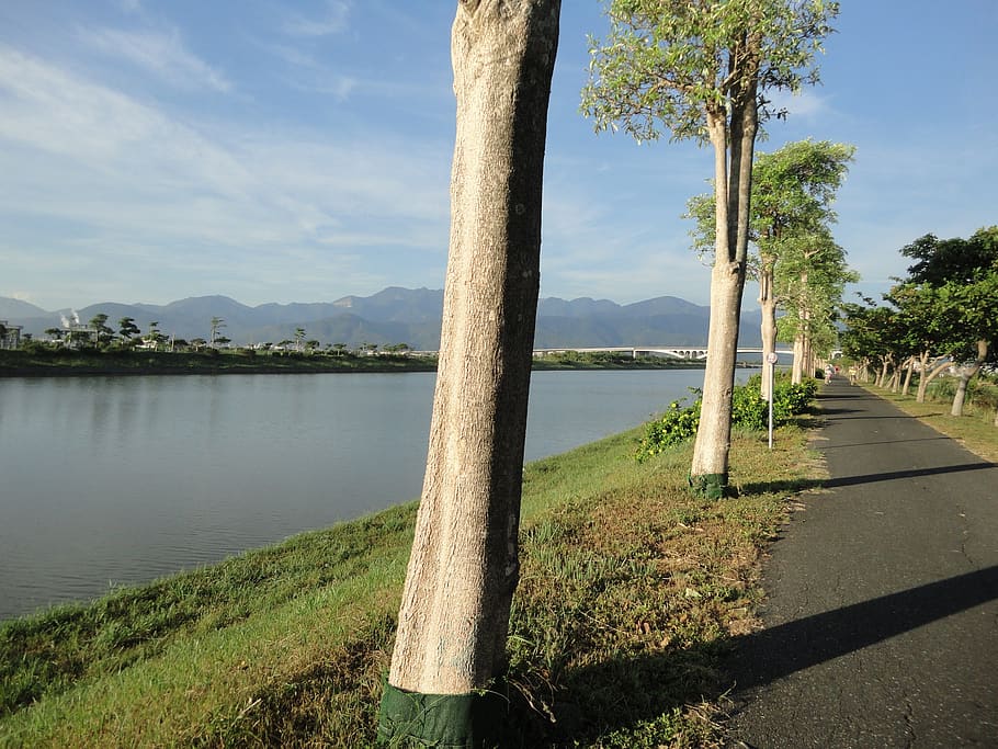 road, riverside, summer, water, plant, tree, nature, sky, beauty in nature HD wallpaper