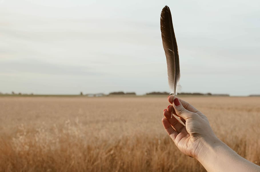 person holding brown bird feather, person holding black feather at daytime HD wallpaper