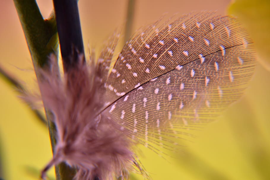 Spring, Nature, Public Record, Color, fragility, close-up, plant HD wallpaper