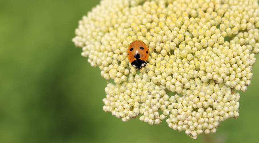 Ladybug, Fernleaf, Composites, Flower, plant, nature, spring HD wallpaper