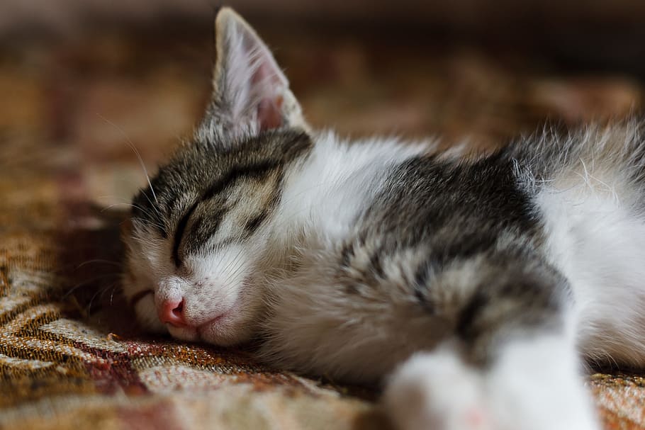 cute, cat, animals, fur, mammals, pet, kitten, little, home HD wallpaper