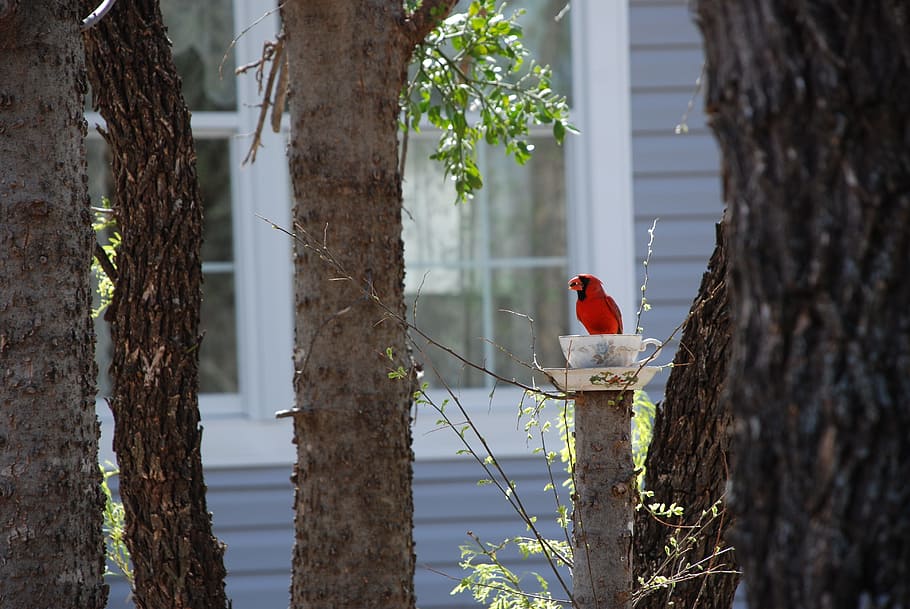 cardinal, bird, teacup, trees, red, nature, animal, vertebrate HD wallpaper