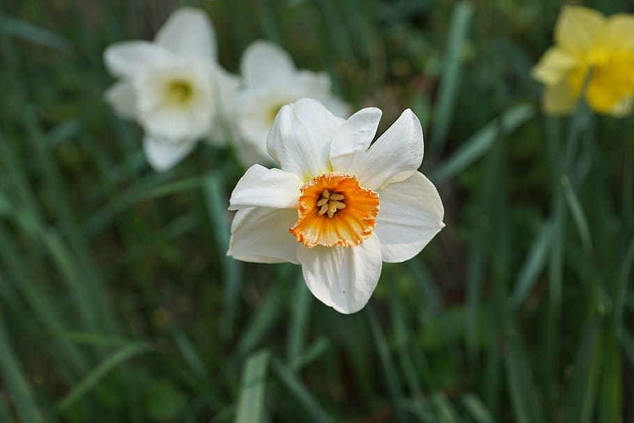 selective focus photography of white and orange daffodil flower in bloom HD wallpaper