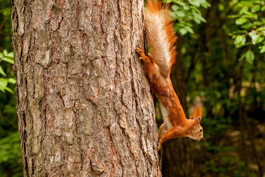 Squirrel, Tree, Forest, Rodents, nature, animal, tree Trunk HD wallpaper
