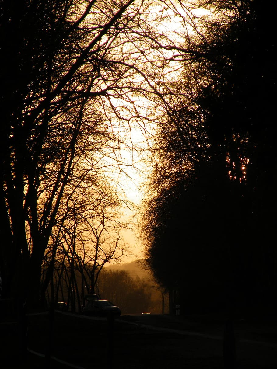 Sunset, Light, Tree, Fall, Fog, trees, against the light, dawn HD wallpaper