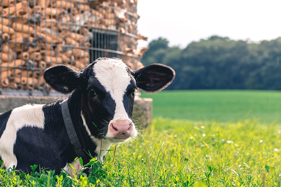 cow lying on green grass, farm, animal, dairy, livestock, farming