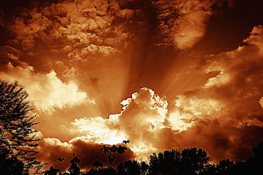 sunset, sky, clouds, sunlight, silhouette, cloud - sky, tree HD wallpaper