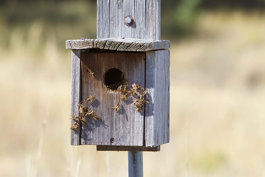 wasps, bees, insect, macro, colony, hive, nest, wood - material HD wallpaper