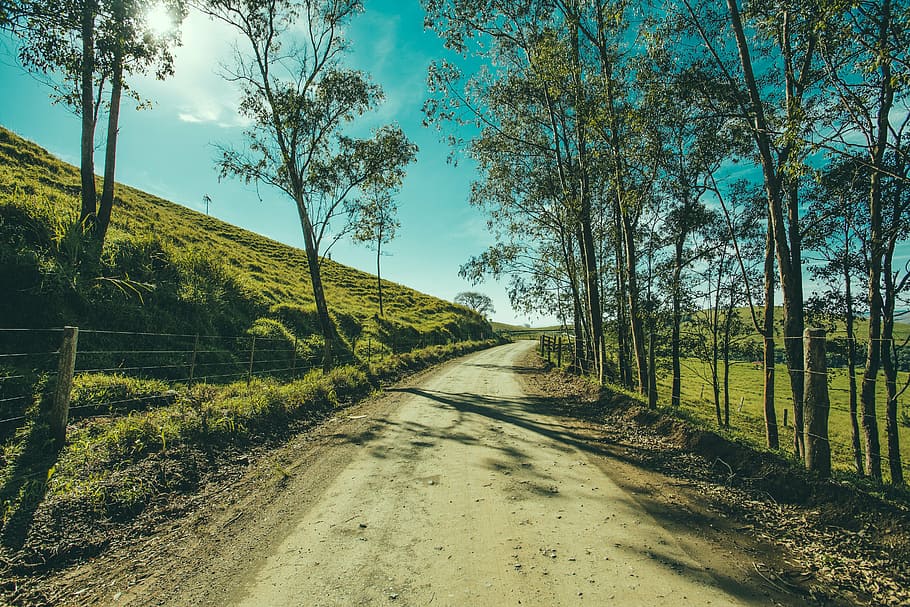 dirt walkway between green leaf treses, tree, road, landscape HD wallpaper