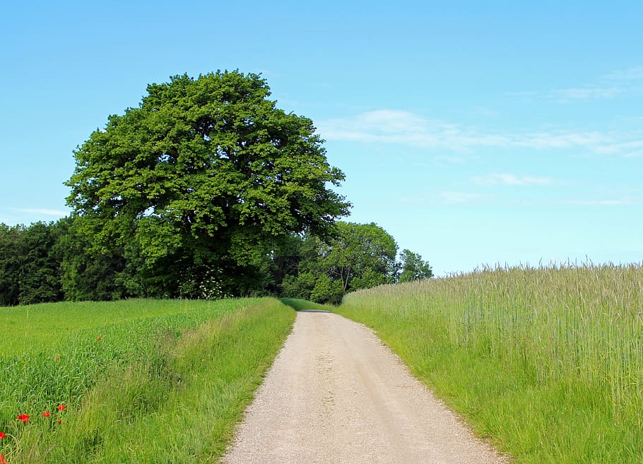 tree, individually, away, lane, nature, meadow, pasture, green HD wallpaper