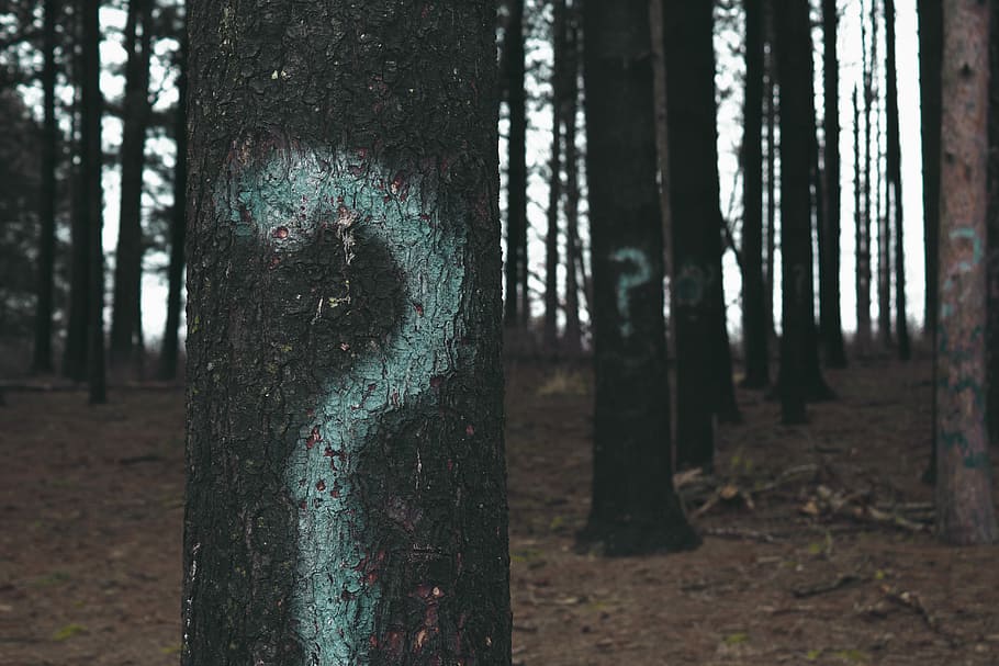 forest trees marked with question marks, white question marks painted on forest tree trunks HD wallpaper