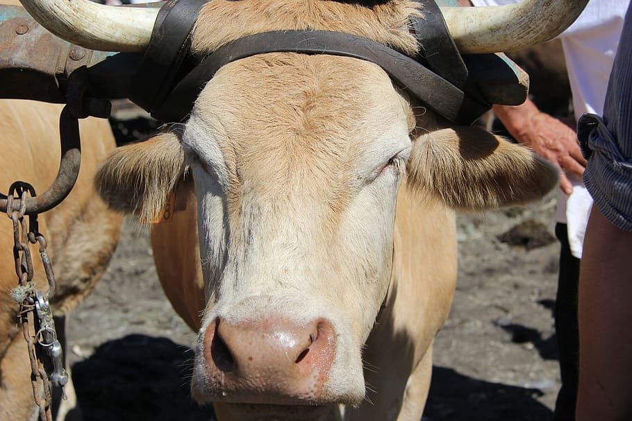 HD wallpaper: cow, halter, horns, livestock, mammal, animal themes