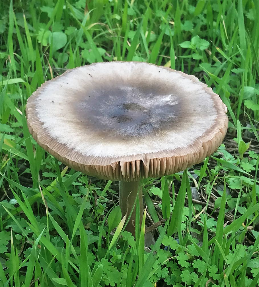mushroom, grass, nature, forest, fungus, land, plant, growth HD wallpaper