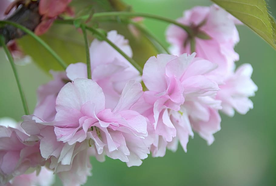 spring, flowers, nature, macro, white, sad, japanese cherry HD wallpaper