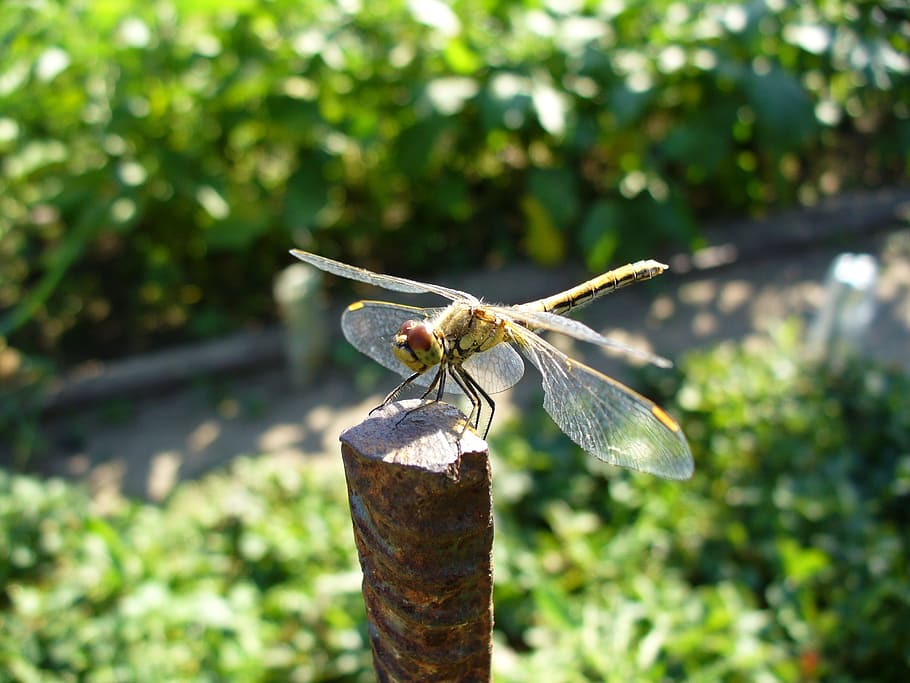 Dragonfly, Macro, Insect, one animal, animal themes, animals in the wild HD wallpaper