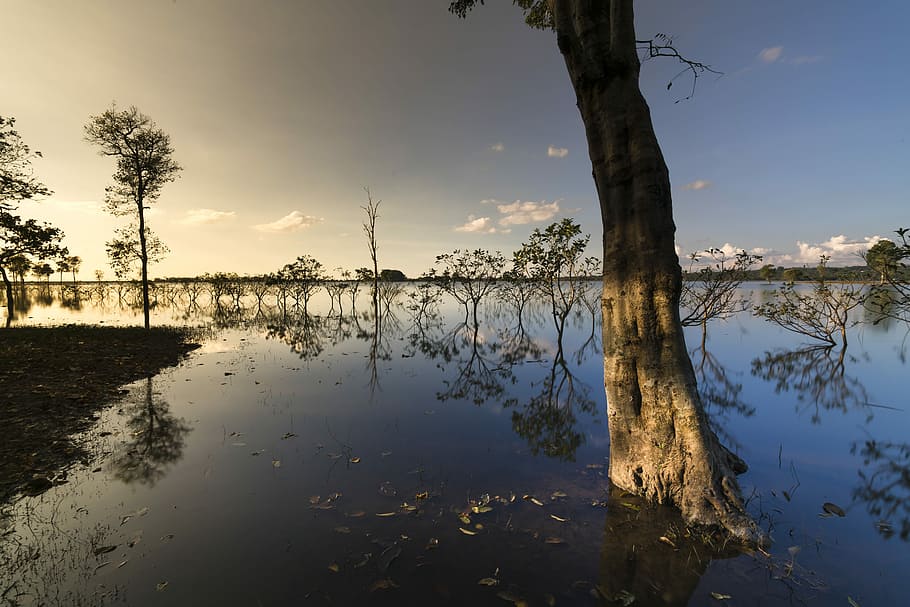 trees on swamp landscape photography at daytime, sunset, outdoor HD wallpaper
