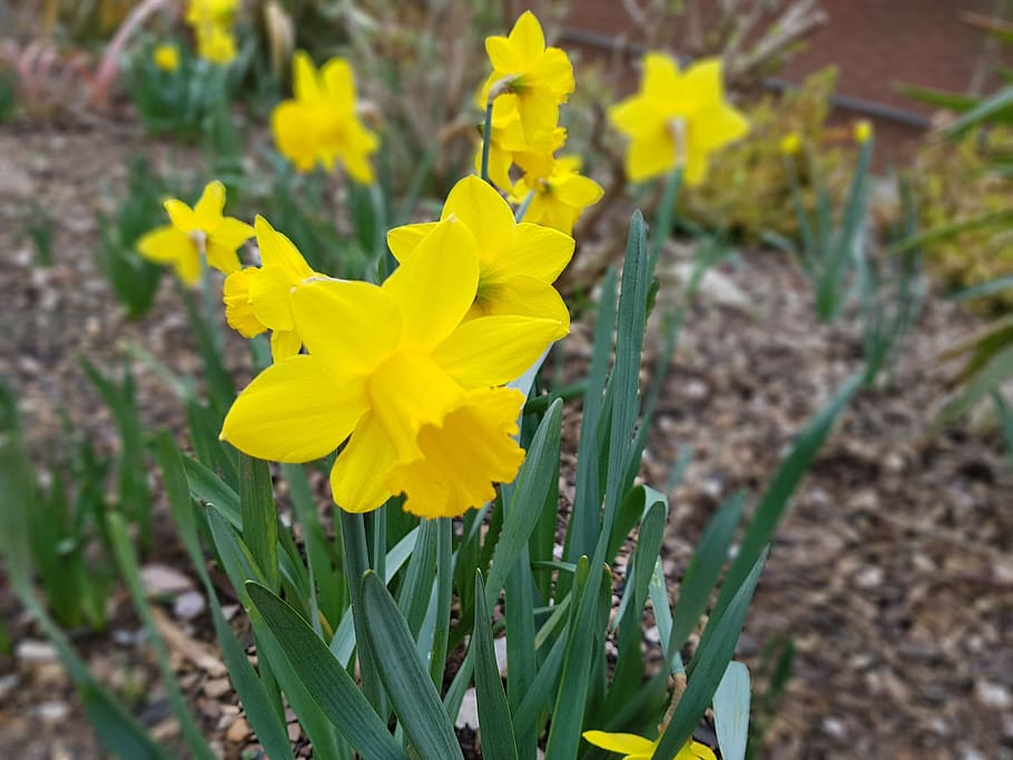 nature, flora, flower, garden, leaf, easter, season, daffodil HD wallpaper