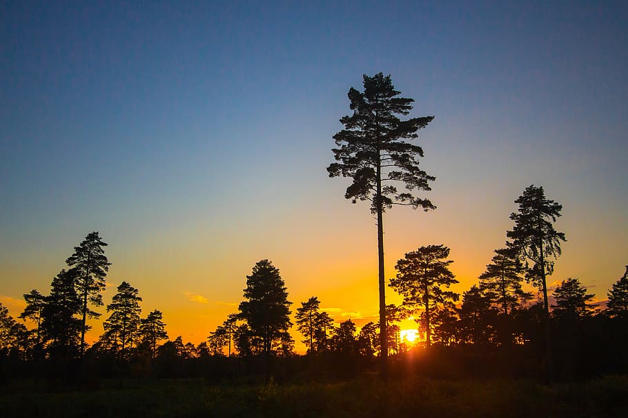 sunset, forest, trees, silhouettes, sky, nature, outdoors, landscape HD wallpaper