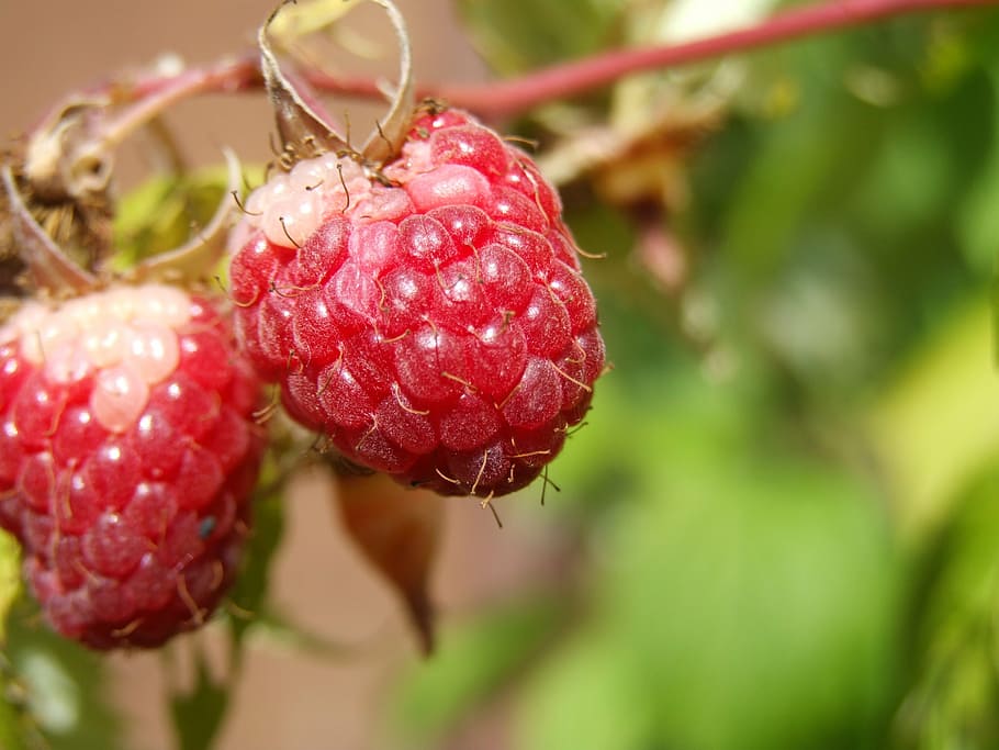 raspberry, agriculture, fruit, natural, picking, garden, growing HD wallpaper