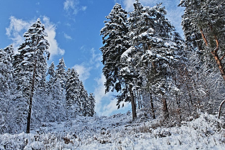 Winter, Forest, Snow, Tree, Natural, blue, sky, cold temperature HD wallpaper
