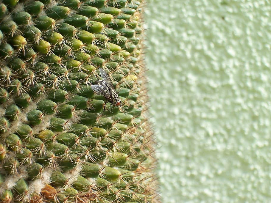 fly, cactus, green, insect, spines, succulent plant, no people HD wallpaper