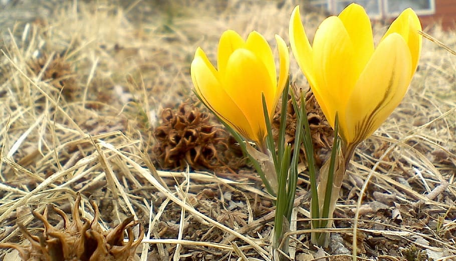flower, crocus, snow, yellow, blooming, floral, blossoms, plants HD wallpaper