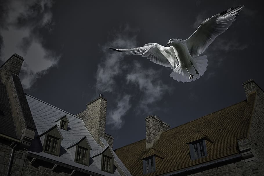 white bird flying near houses, seagull, place royale, quebec city