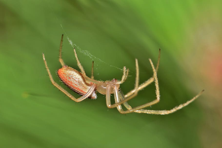macro photography of brown spider on web, orb spider, orb weaver HD wallpaper