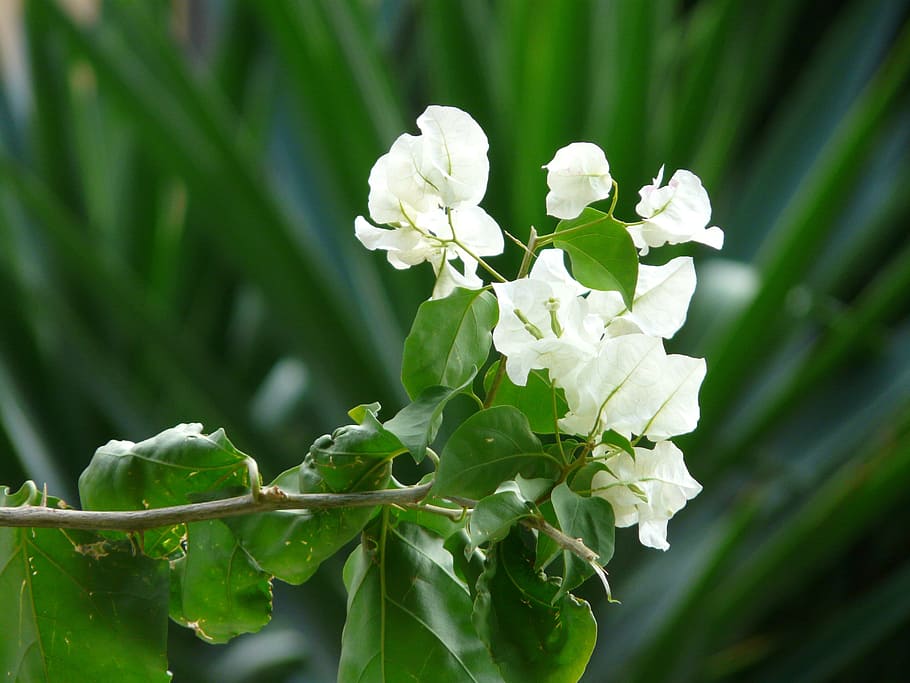 Bougainvillea, White, Flower, Blossom, bloom, pink, triple flower, HD wallpaper