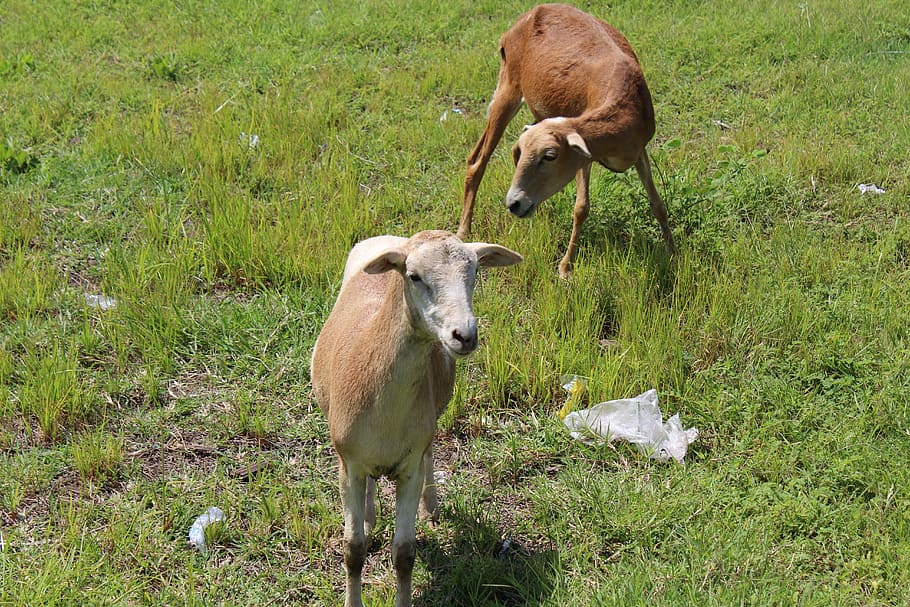 Sheep, Grass, Lamb, Animal, Livestock, animals, animal themes HD wallpaper