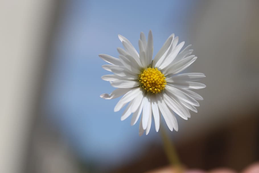 daisy, flower, nature, flowering plant, freshness, fragility HD wallpaper