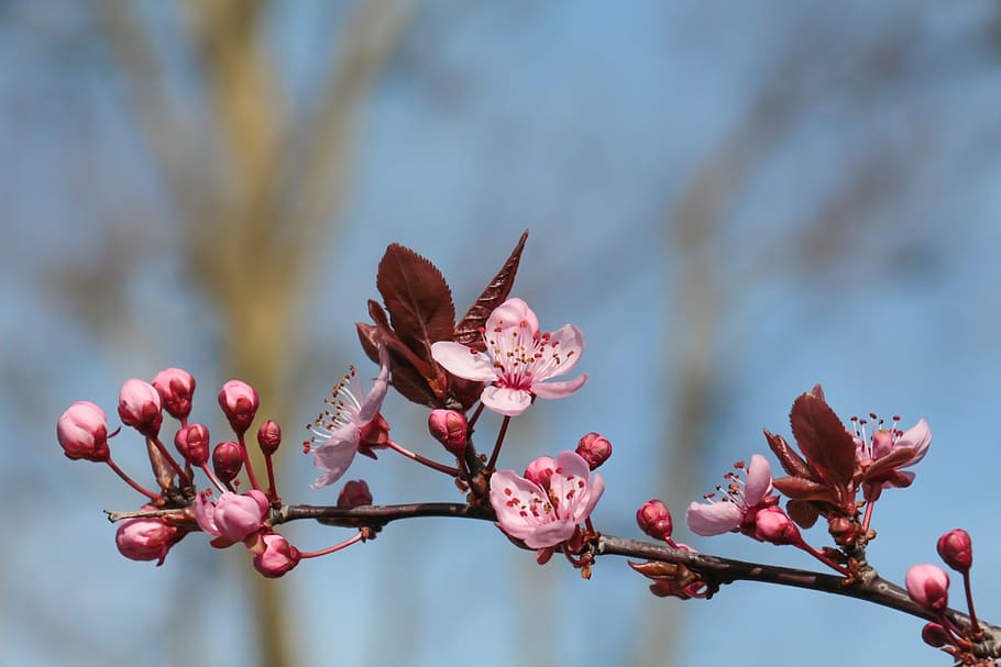 tree blossoms, pink, macro, spring, close up, branch, flowering twig HD wallpaper