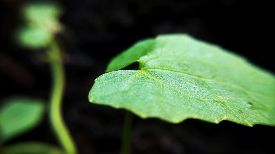 Leafs, Macro Photography, green, nature, green Color, plant HD wallpaper