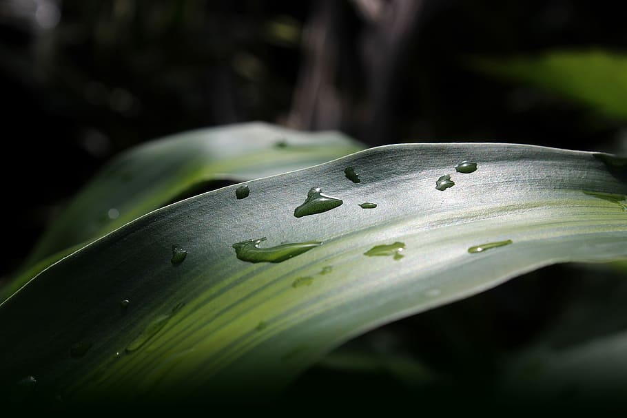 Nature, Leaf, Tree, Green, Plant, Forest, natural, leaves, organic HD wallpaper
