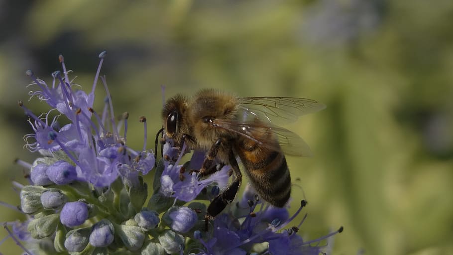 nature, bee, insect, flower, pollination, honey, plant, summer HD wallpaper