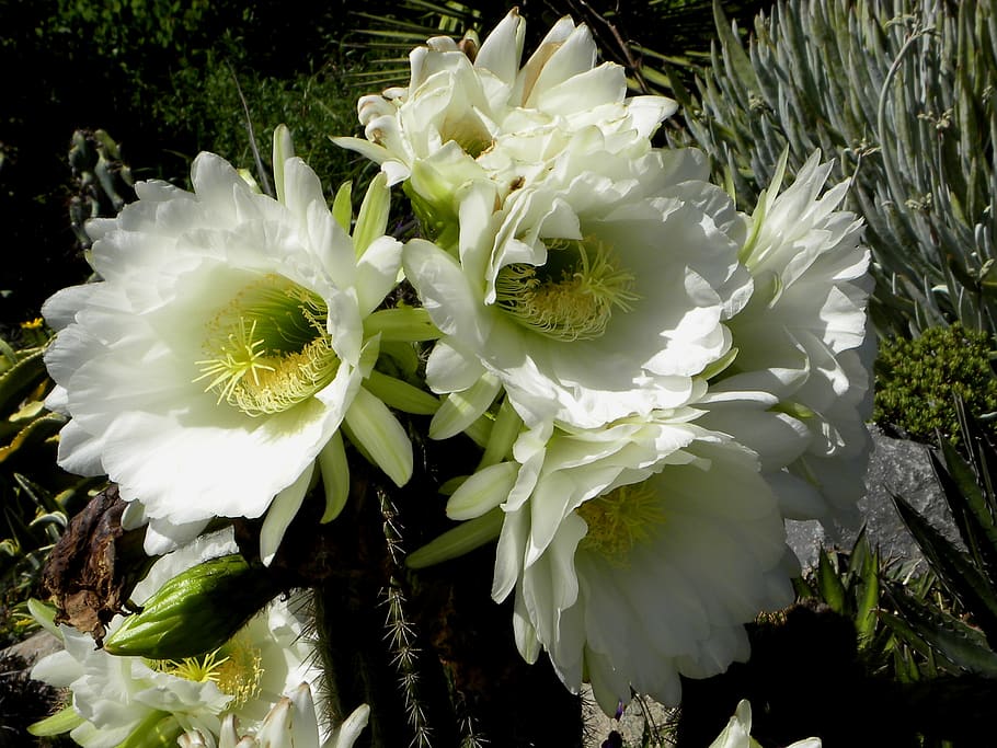 cactus, blossom, bloom, white, plant, flower, flowering plant HD wallpaper