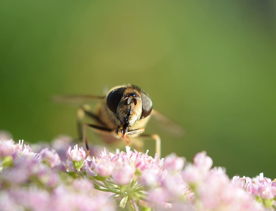 bee, macro, close, insect, blossom, bloom, flower, pollen, nectar HD wallpaper