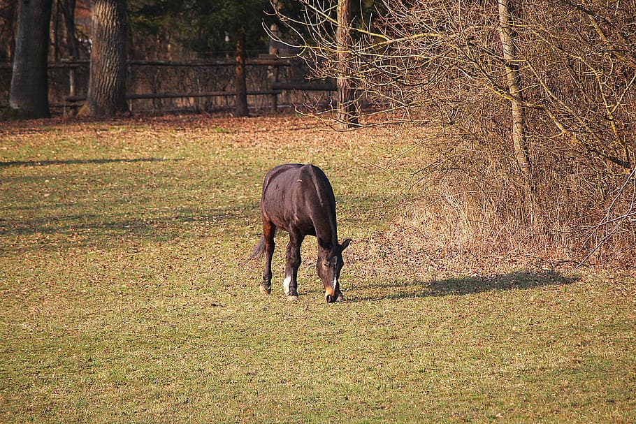 horse, coupling, pasture, graze, mammal, animal, animal themes HD wallpaper