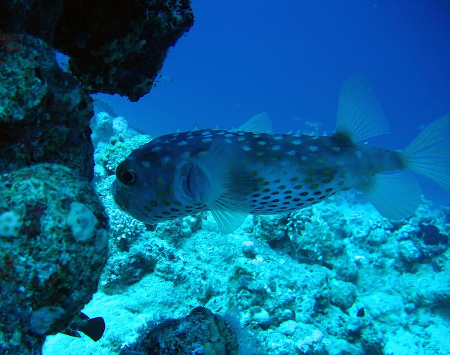 barrier, reef, ocean, sea, underwater, animal themes, animals in the wild HD wallpaper