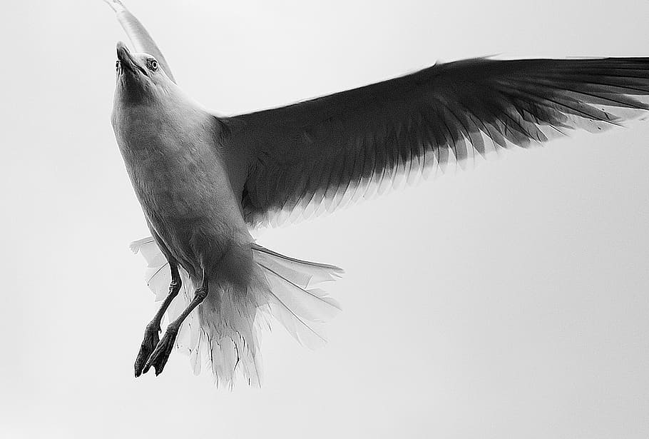 grayscale photography of flying bird, seagull, coast, close HD wallpaper
