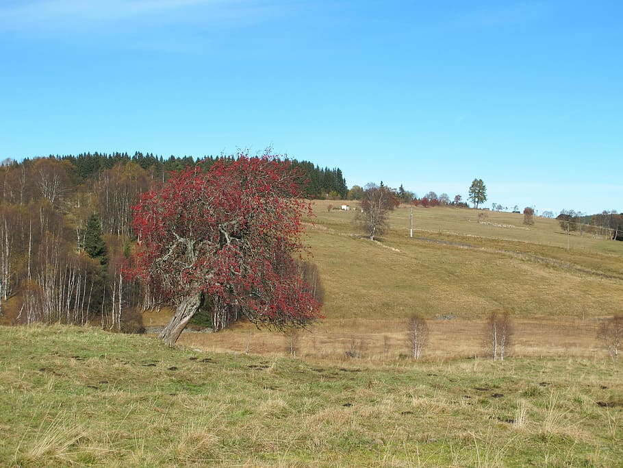 Šumava, Crane, View, Landscape, Autumn, šumava, field, nature HD wallpaper