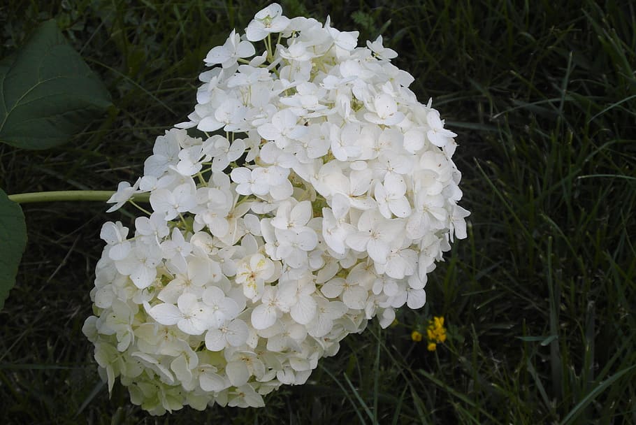 hydrangea, garden, flower, white, plant, white color, growth HD wallpaper