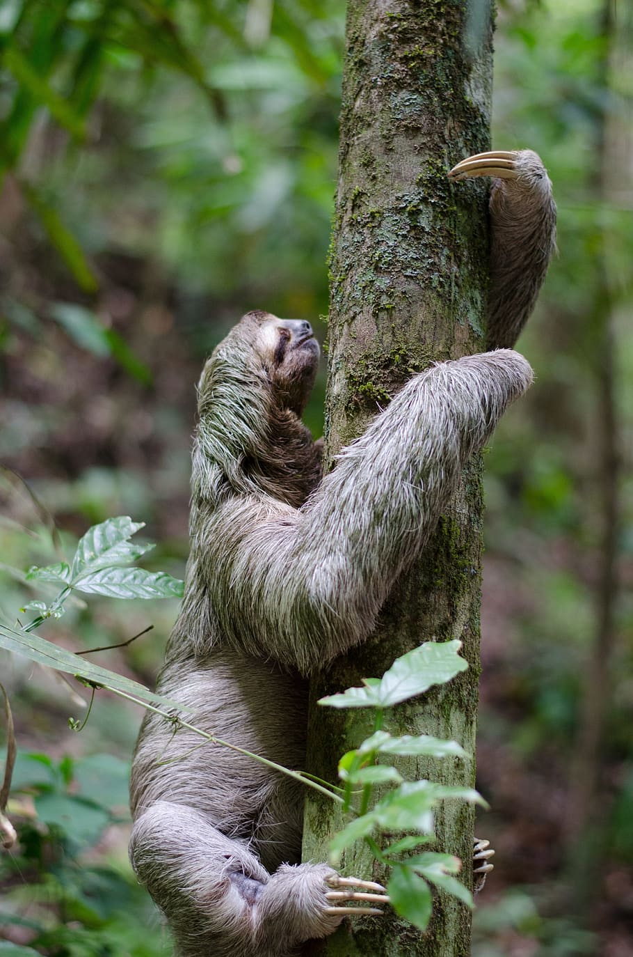 sloth climbing tree, forest, animal, mammal, wildlife, jungle
