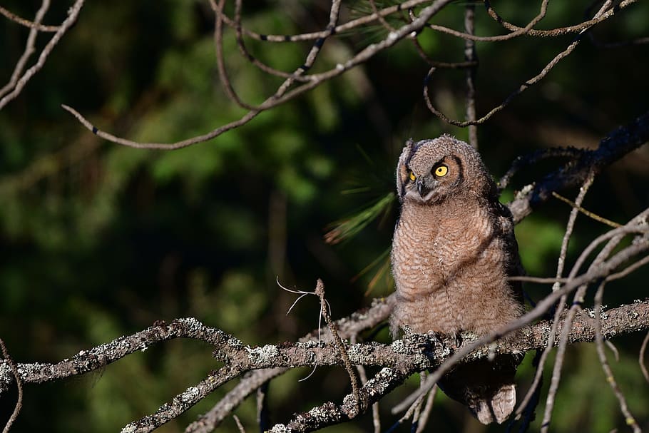 brown owl on tree branch, brown owl on tree stem, Grey Owl, bird HD wallpaper