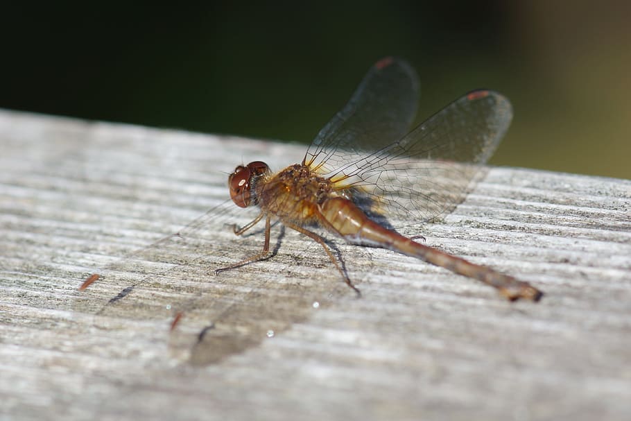 dragonfly, insect, wings, animal themes, invertebrate, animal wildlife HD wallpaper
